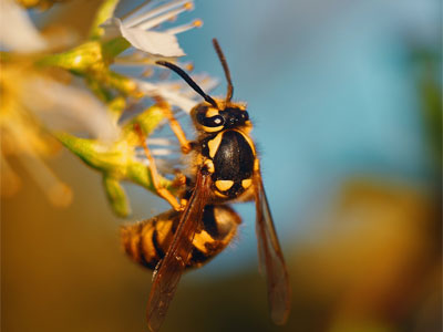 wasp 2