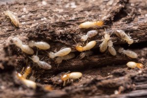 termites