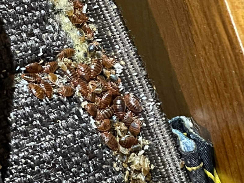 How Do I Know If I Have Bed Bugs? Bed Bug Removal Newcastle