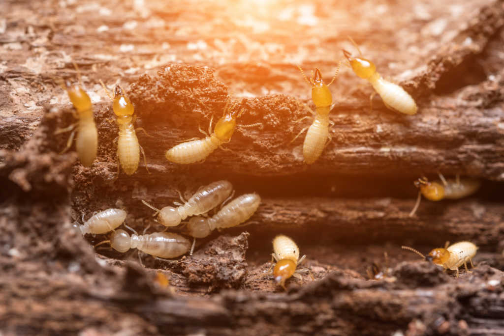 Perimeter Pest Control What's the best termite barrier system?