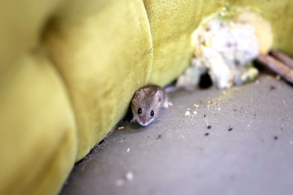 mouse-pest-control-newcastle