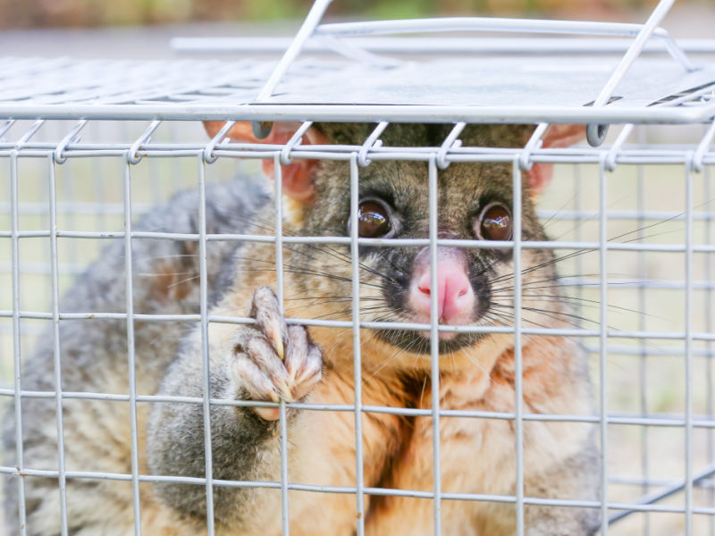 possum-removal-newcastle