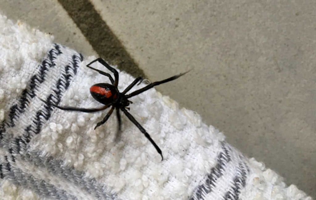 redback-spider