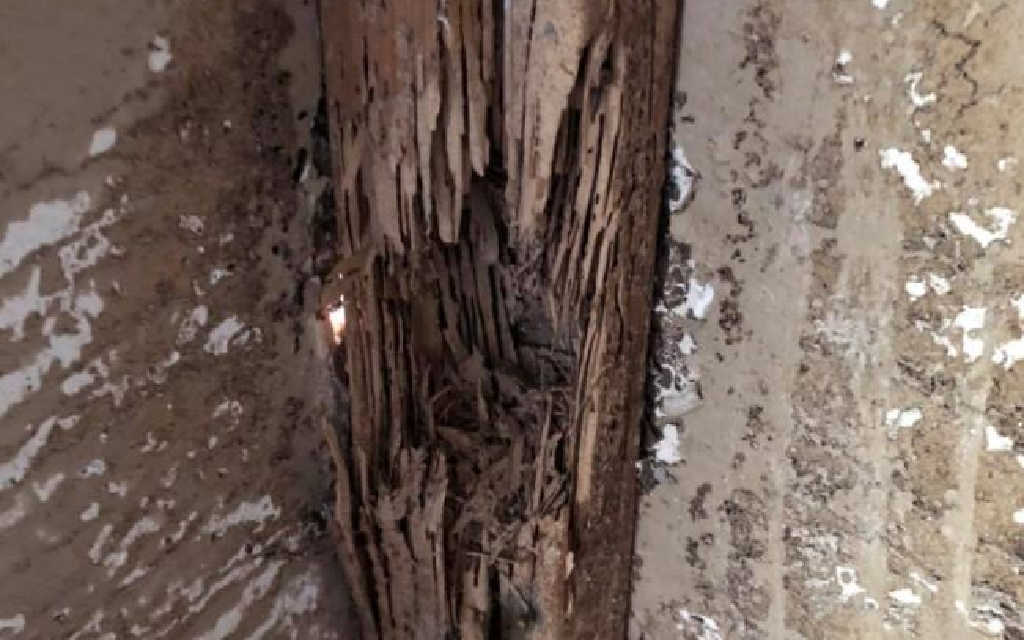 termite-inspection-damaged-timbers