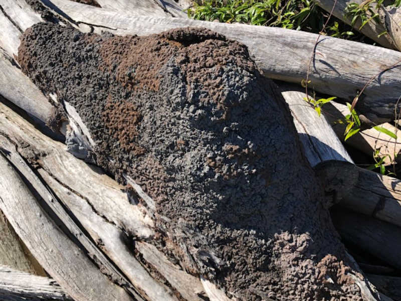 termite-mounds