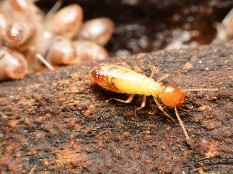 what-termites-look-like
